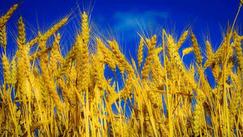 Low angle view of wheat field against blue sky