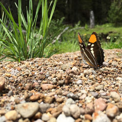 Close-up of butterfly on pebbles