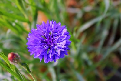 Close-up of purple flowering plant