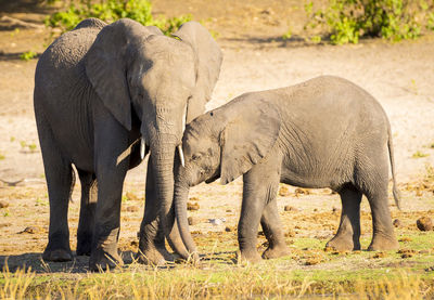 Elephants drinking water