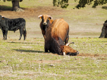 Cows grazing on field