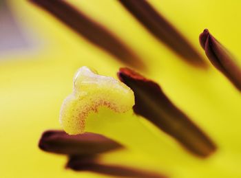 Close-up of yellow flower