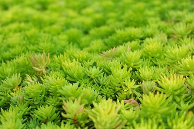 Full frame shot of pine tree