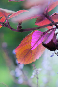 Close-up of autumnal leaves