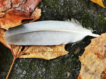 High angle view of wet leaves on land