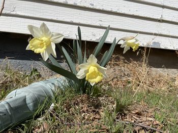 Close-up of white daffodil flowers on field