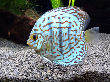 Close-up of fish underwater