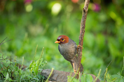 Close-up of bird perching on wood