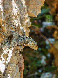 Close-up of lizard