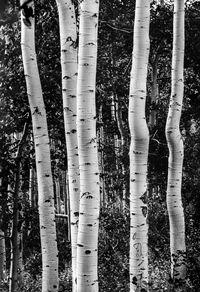 View of trees growing in forest