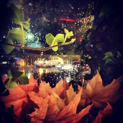 Close-up of leaves in water