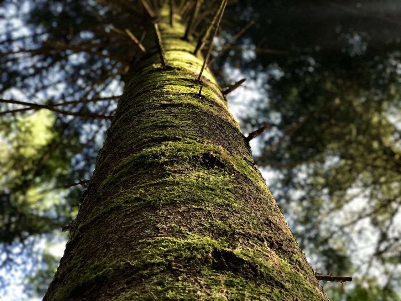 tree, low angle view, nature, no people, tree trunk, green color, growth, tranquility, beauty in nature, outdoors, close-up, sky, ivy, day, creeper plant, freshness