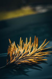 Close-up of yellow flower floating on water