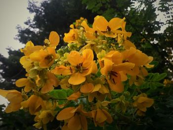 Close-up of yellow flowering plant in park
