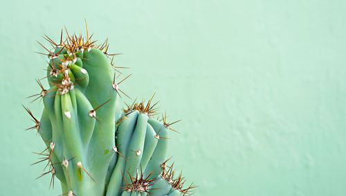 Close-up of succulent plant