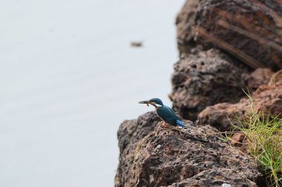 Close-up of bird perching on rock