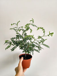 Midsection of person holding plant against white background