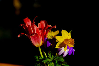 Close-up of yellow flowers blooming against black background