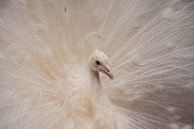 Impressive displaying male white peacock pavo cristatus.