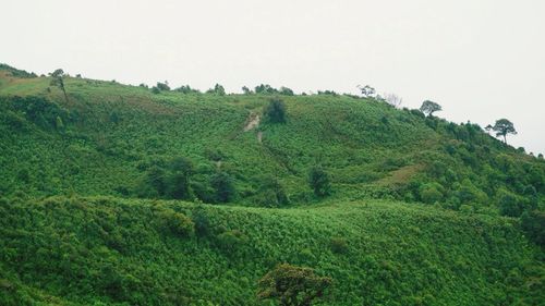 Scenic view of agricultural field against clear sky