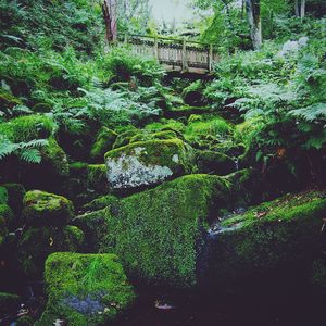 Moss growing on rock by river