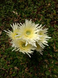 Close-up of white flowers blooming outdoors