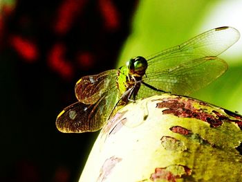 Close-up of insect on leaf