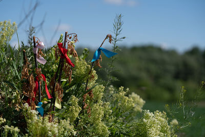 Close-up of plants against blue sky