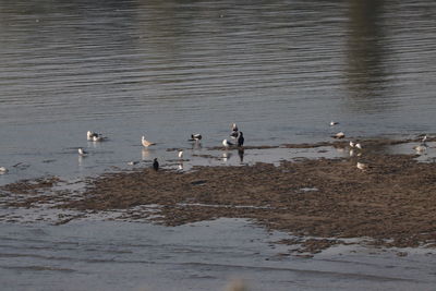 Birds swimming in lake