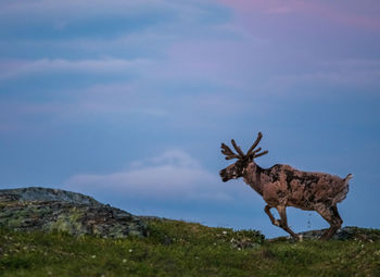 View of deer on field against sky