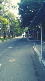 Road along trees