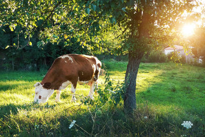 Cow grazing on field