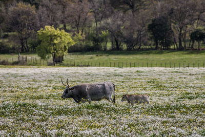 Horse in a farm