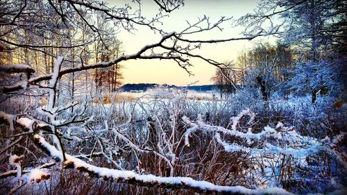 Bare trees on snow covered landscape