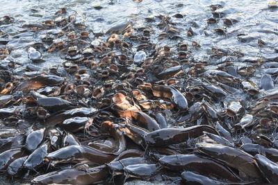 High angle view of crab on shore