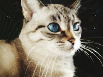 Close-up of cat