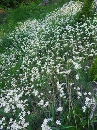 High angle view of white flowering plants on field