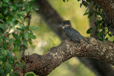 Low angle view of bird perching on tree