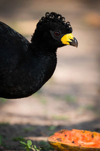 Close-up side view of eagle