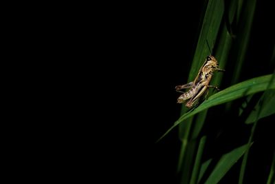 Grasshopper out of the shadow