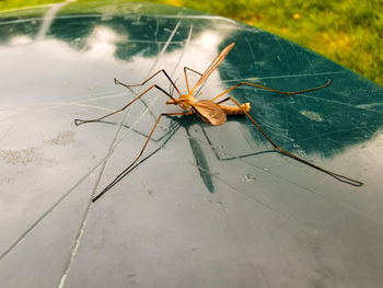 High angle view of spider on web