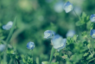 Close-up of flowers blooming outdoors