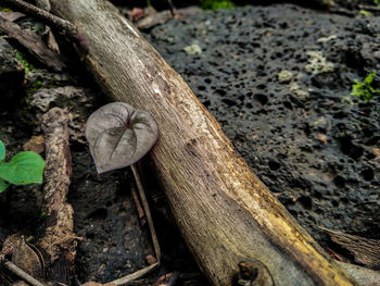 High angle view of mushroom growing on field