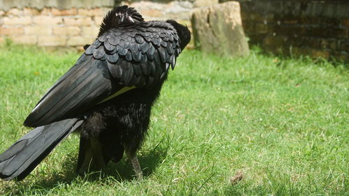 Bird perching on a field