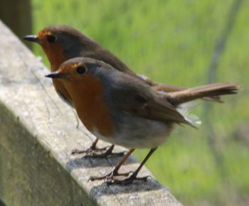 Close-up of bird