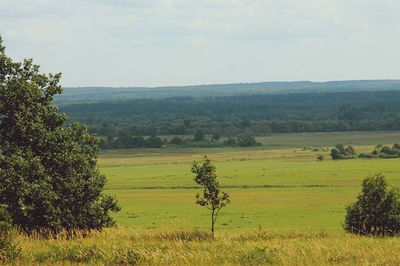 Scenic view of field against sky