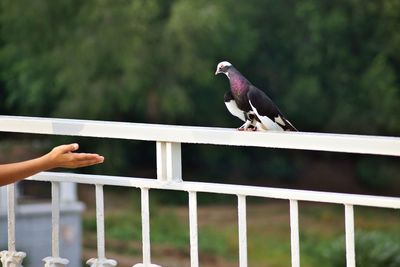 Bird perching on railing against fence