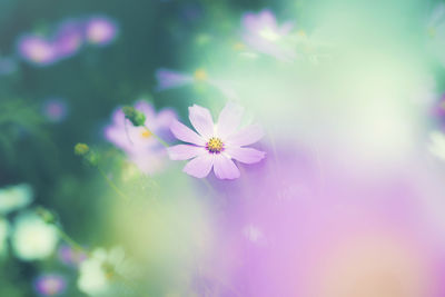 High angle view of flowers