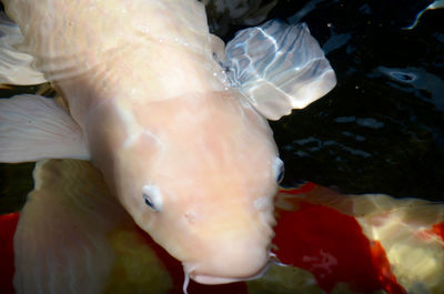 Close-up of fish in aquarium