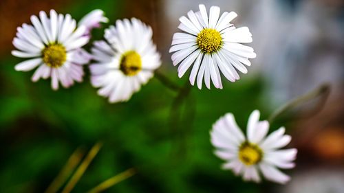 Close-up of white daisy flowers